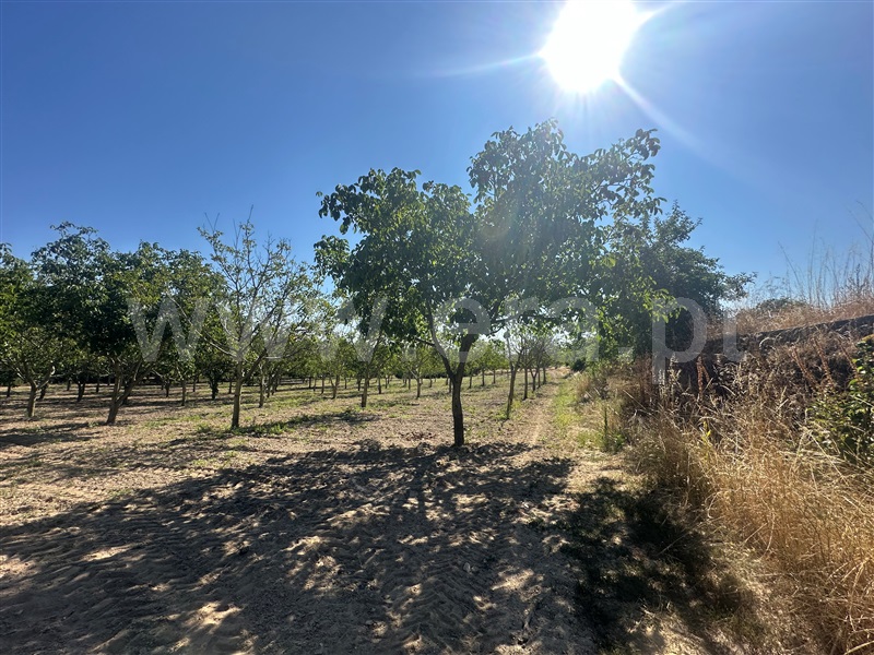 Terreno  com Agrícola Chaves, Planalto de Monforte (Oucidres e Bobadela) - 1358057 - 18