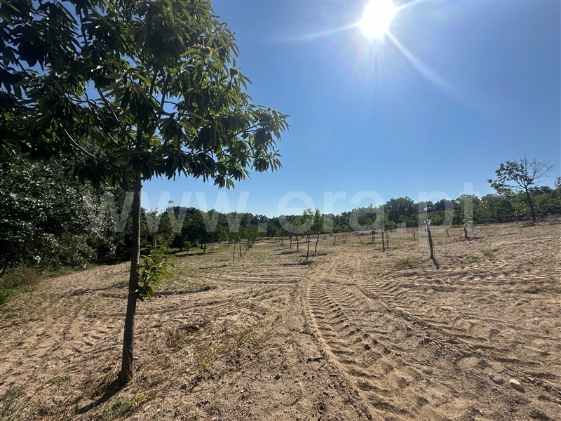 Terreno  com Agrícola Chaves, Planalto de Monforte (Oucidres e Bobadela) - 1358057 - 24