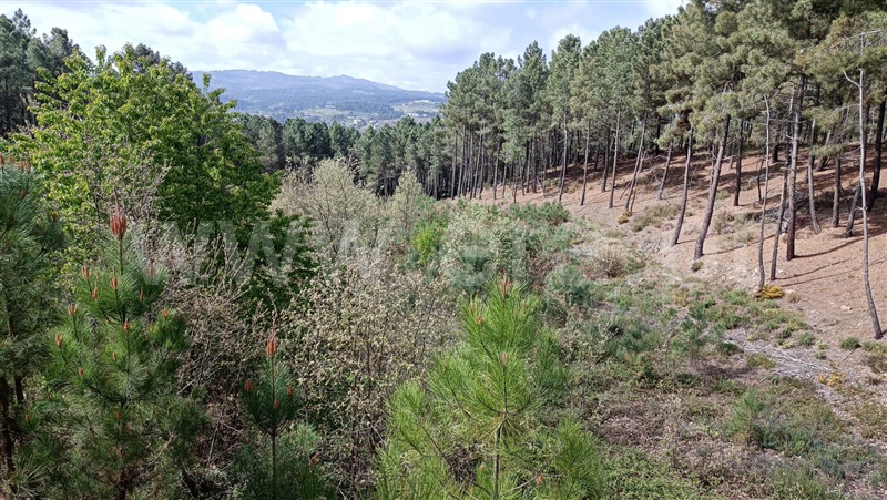 Terreno / Chaves, Vale de Anta