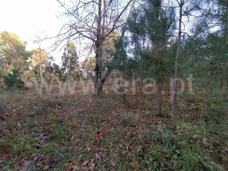 Terreno  Cinfães - 1296554 - 2