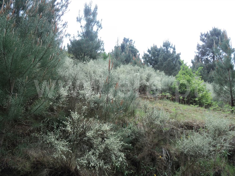 Terreno  Cinfães, Oliveira do Douro - 813870 - 2