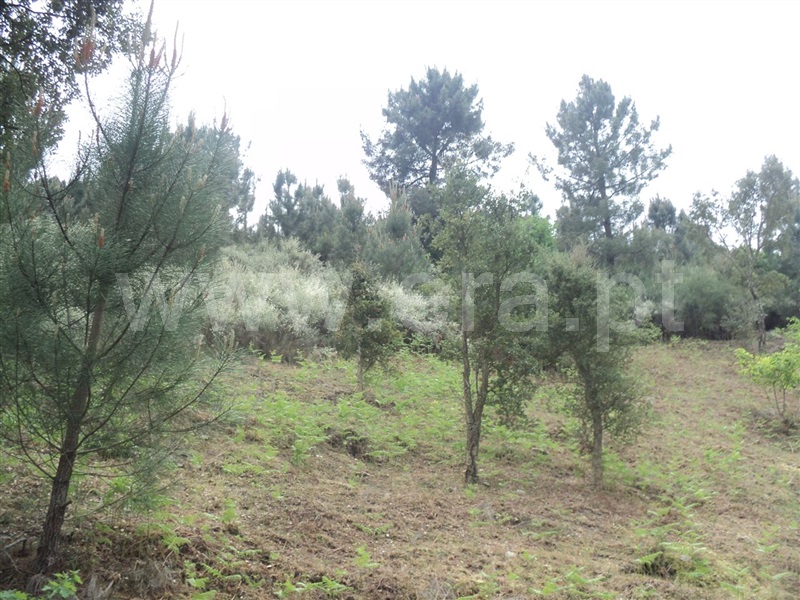 Terreno  Cinfães, Oliveira do Douro - 813870 - 3