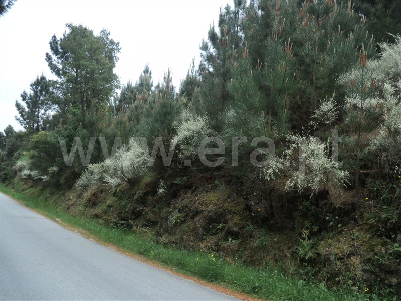 Terreno  Cinfães, Oliveira do Douro - 813870 - 4