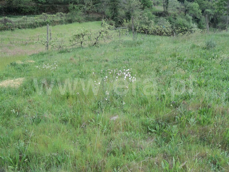 Terreno  Cinfães, Oliveira do Douro - 813870 - 7