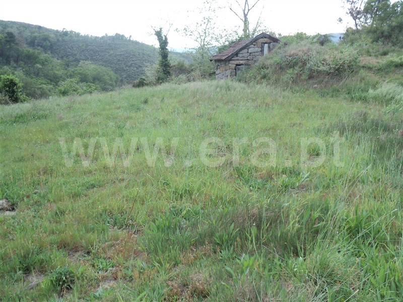 Terreno  Cinfães, Oliveira do Douro - 813870 - 8
