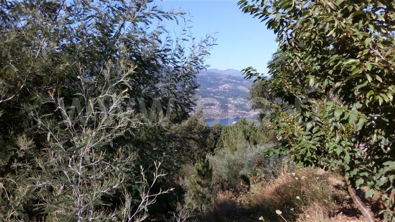 Terreno  Cinfães, Oliveira do Douro - 849655 - 5