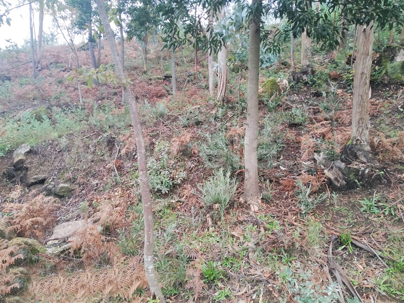 Terreno  Cinfães, Travanca - 1055158 - 2