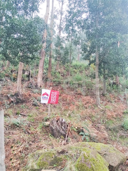 Terreno / Cinfães, Travanca