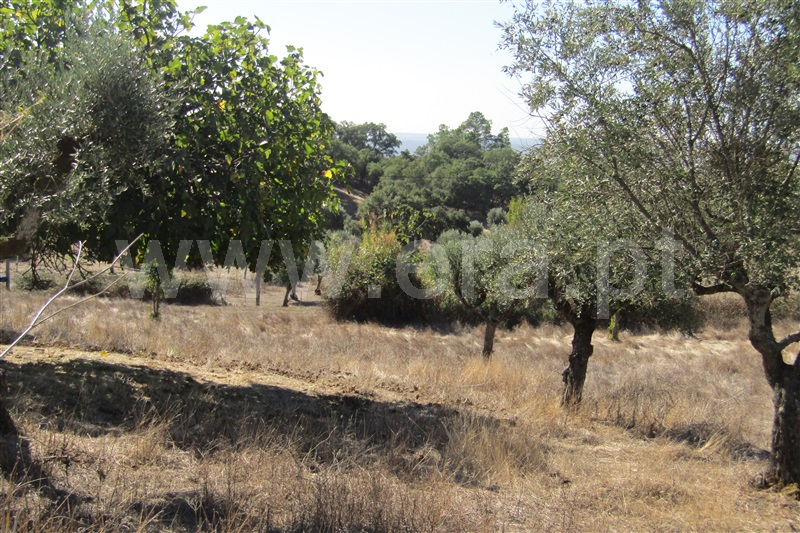 Terreno com ruina  Abrantes, Mouriscas - 1040118 - 4