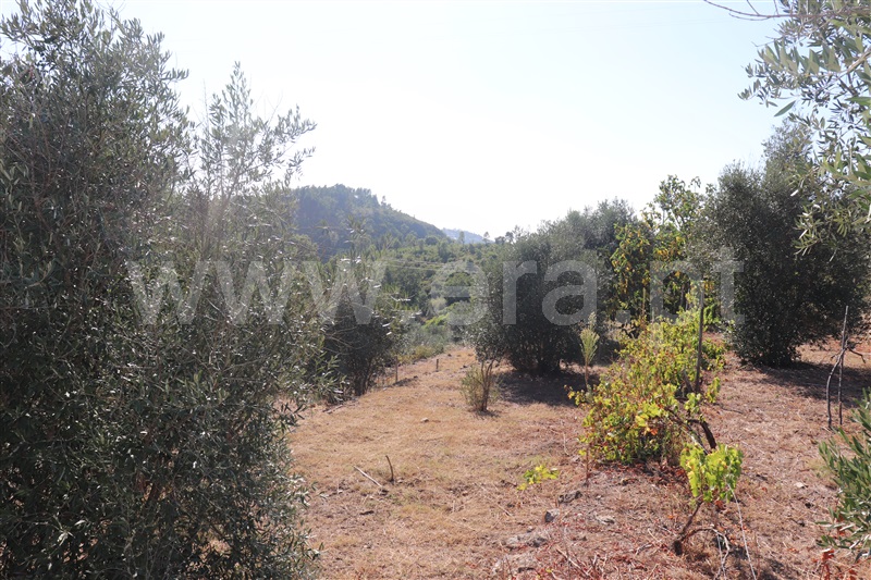 Terreno com ruina  Abrantes, Souto - 1423214 - 3