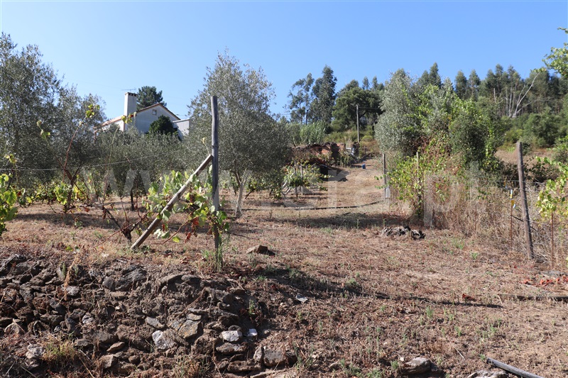 Terreno com ruina  Abrantes, Souto - 1423214 - 4