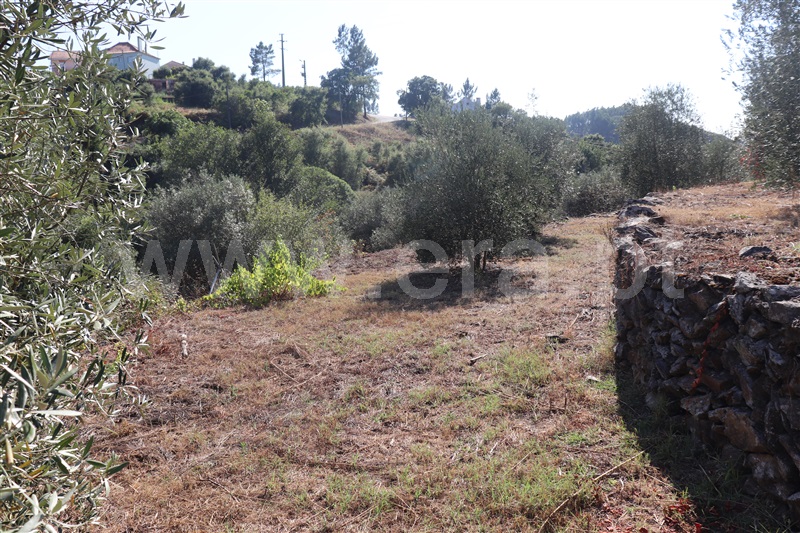 Terreno com ruina  Abrantes, Souto - 1423214 - 5