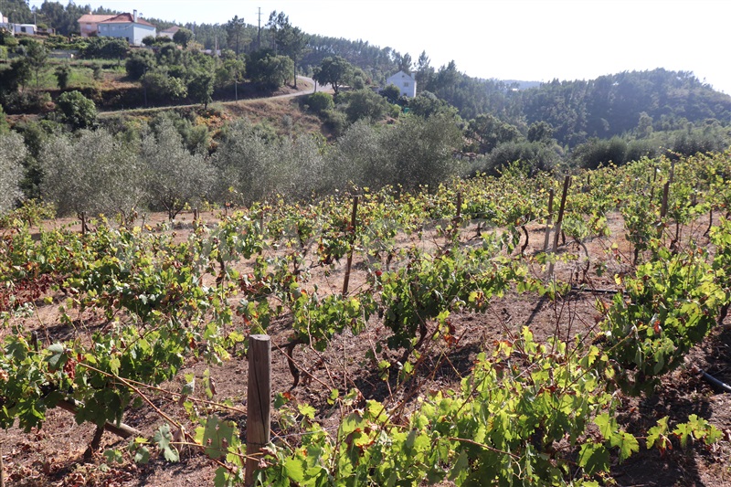 Terreno com ruina  Abrantes, Souto - 1423214 - 6