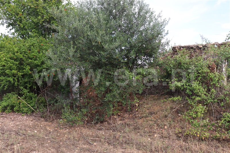 Terreno com ruina  Abrantes, Chainça - 1287915 - 9