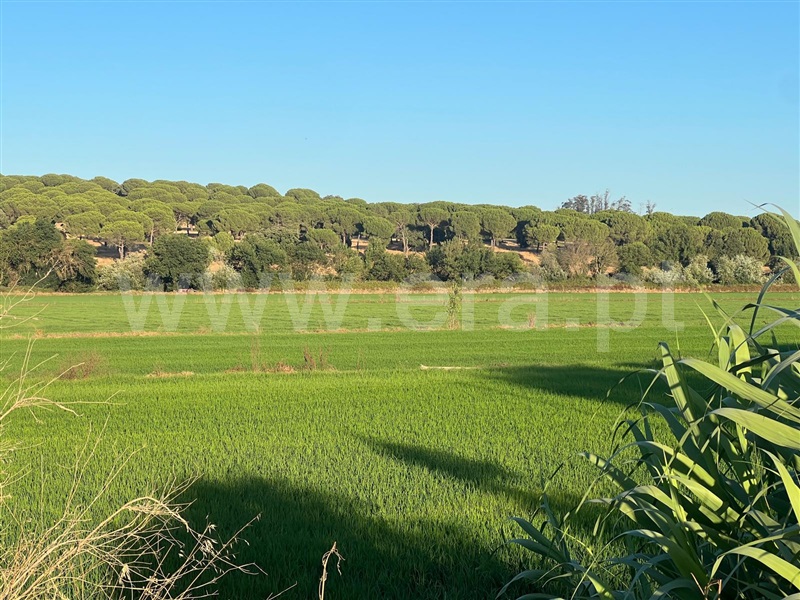 Terreno com ruina  com Urbano Alcácer do Sal, Torrão - 1480721 - 5