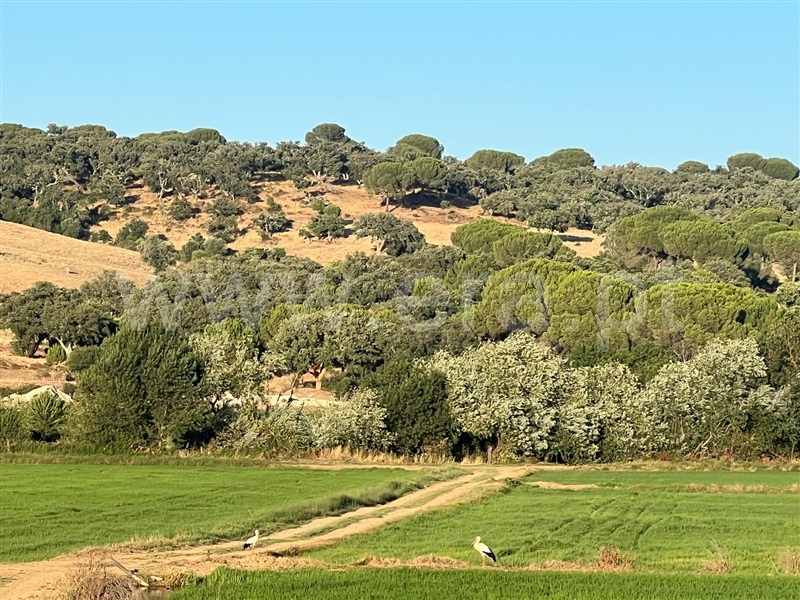 Terreno com ruina / Alcácer do Sal, Torrão