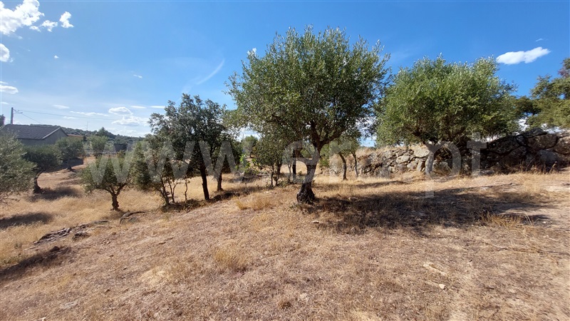 Terreno com ruina  Almeida, Castelo Mendo, Ade, Monteperobolso e Mesquitela - 1203153 - 9