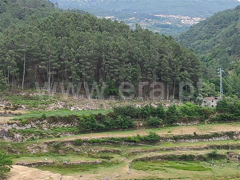 Terreno com ruina  Amarante, Ansiães - 699619 - 2