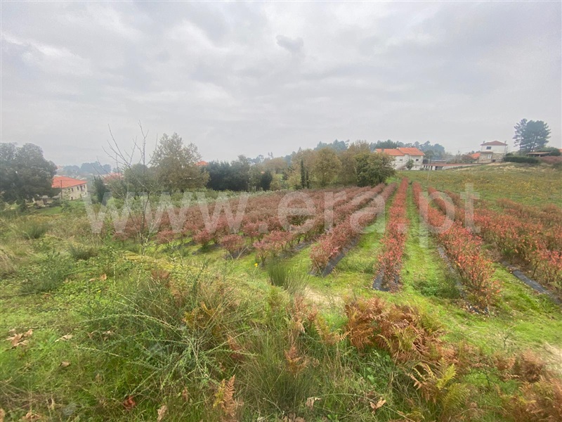 Terreno com ruina  Amarante, Lomba - 1446927 - 3
