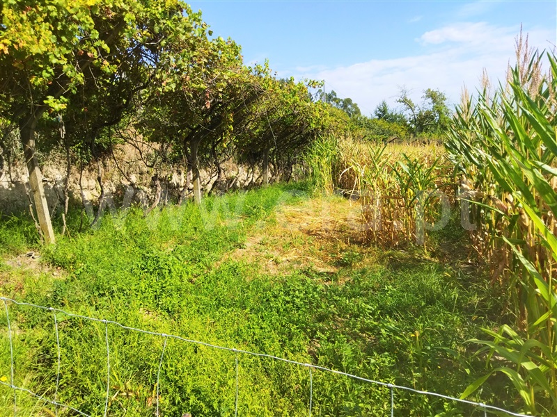 Terreno com ruina  Baião, Baião (Santa Leocádia) e Mesquinhata - 1351520 - 3