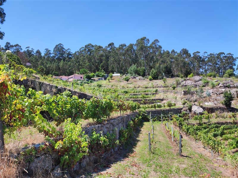 Terreno com ruina  Barcelos, Quintiães e Aguiar - 1420564 - 4
