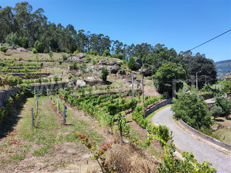 Terreno com ruina  Barcelos, Quintiães e Aguiar - 1420564 - 5