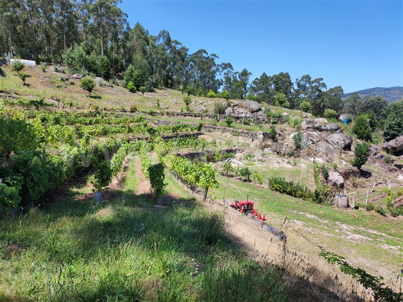 Terreno com ruina  Barcelos, Quintiães e Aguiar - 1420564 - 12