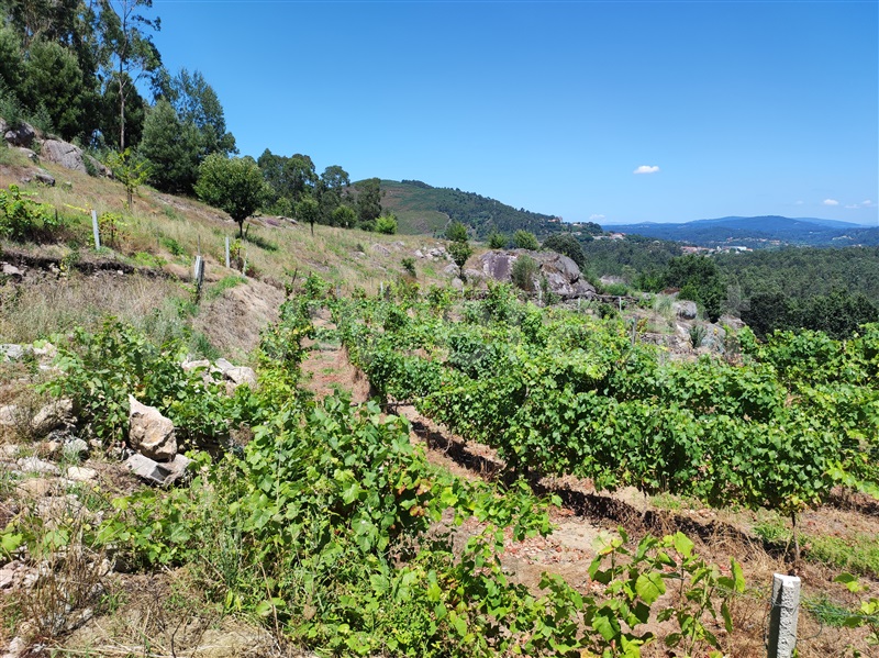 Terreno com ruina  Barcelos, Quintiães e Aguiar - 1420564 - 21