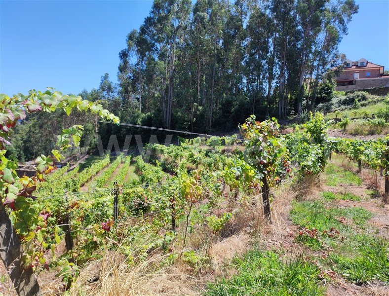 Terreno com ruina  Barcelos, Quintiães e Aguiar - 1420564 - 23