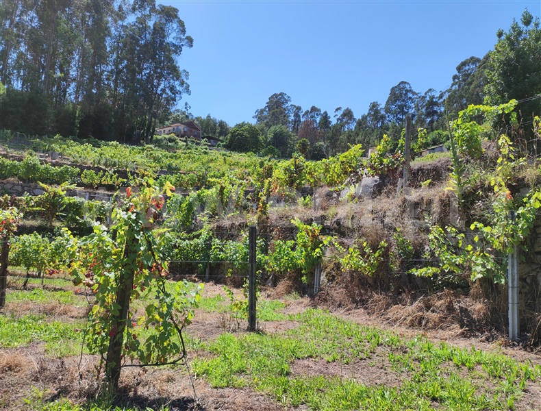 Terreno com ruina  Barcelos, Quintiães e Aguiar - 1420564 - 28