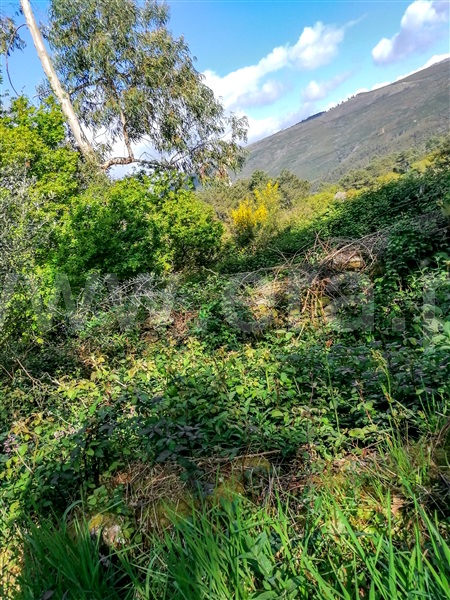 Terreno com ruina  Caminha, Venade e Azevedo - 1183907 - 5