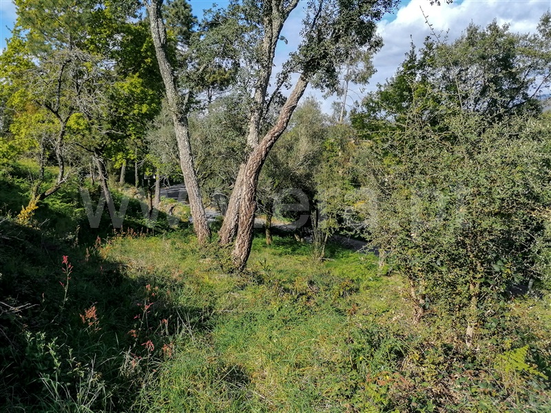 Terreno com ruina  Caminha, Venade e Azevedo - 1183907 - 7