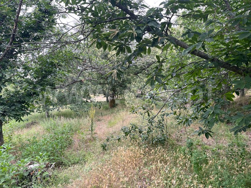 Terreno com ruina  Carregal do Sal, Beijós - 1335978 - 4