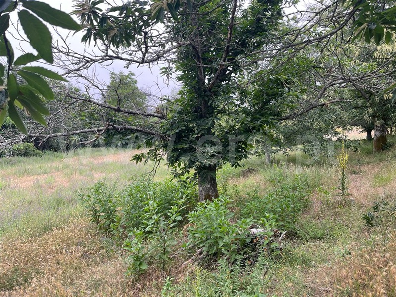 Terreno com ruina  Carregal do Sal, Beijós - 1335978 - 5