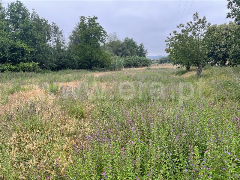 Terreno com ruina  Carregal do Sal, Beijós - 1335978 - 6