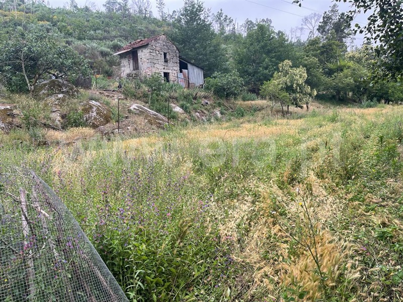 Terreno com ruina  Carregal do Sal, Beijós - 1335978 - 11