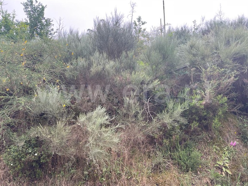 Terreno com ruina  Carregal do Sal, Beijós - 1335978 - 18