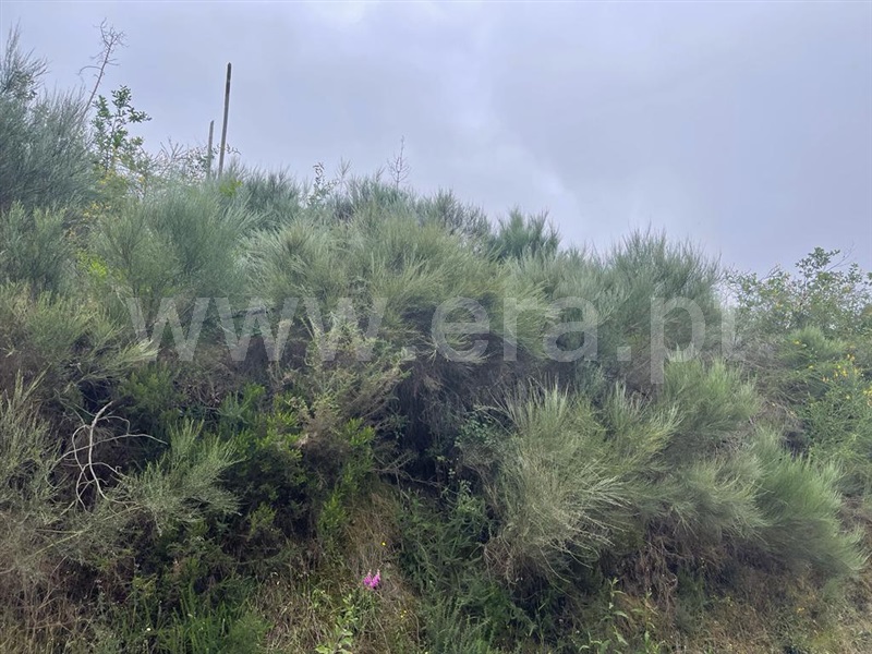 Terreno com ruina  Carregal do Sal, Beijós - 1335978 - 19