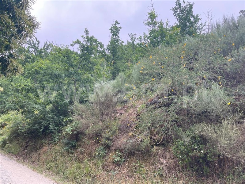 Terreno com ruina  Carregal do Sal, Beijós - 1335978 - 20