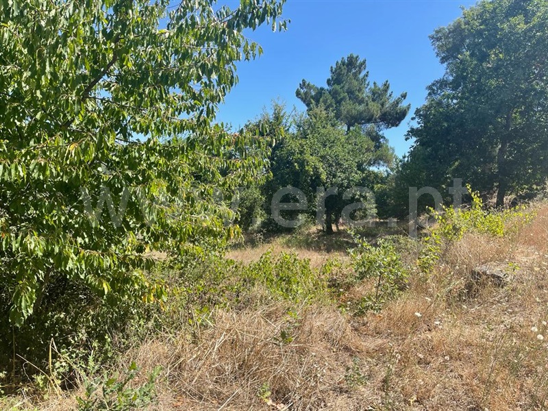 Terreno com ruina  Carregal do Sal, Beijós - 1347470 - 2