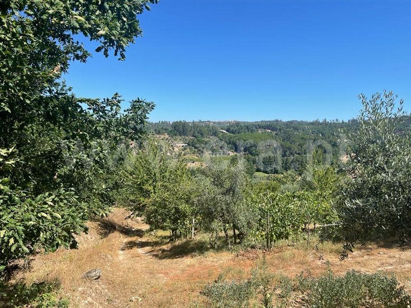 Terreno com ruina  Carregal do Sal, Beijós - 1347470 - 8