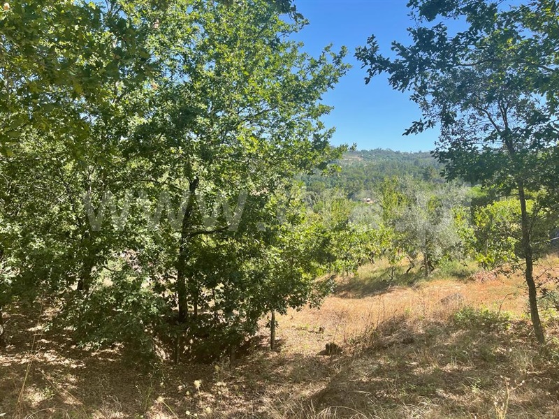 Terreno com ruina  Carregal do Sal, Beijós - 1347470 - 10