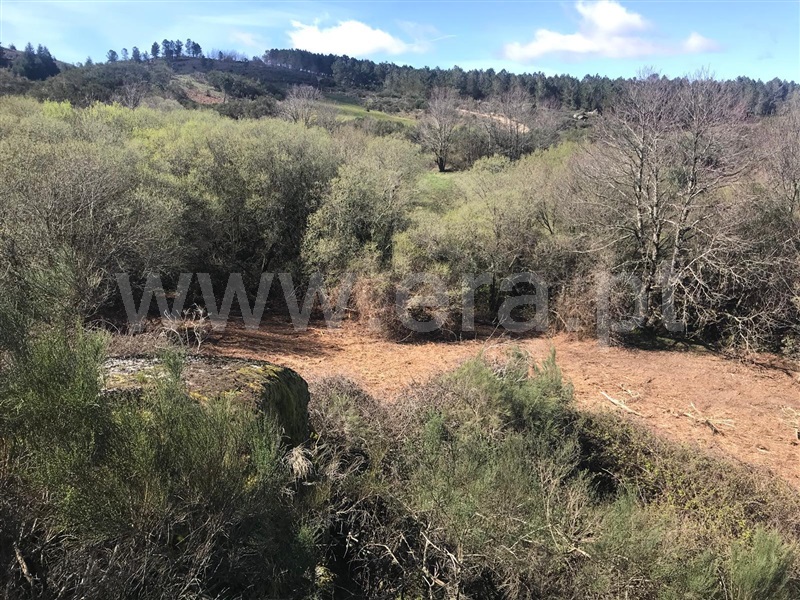 Terreno com ruina  Celorico da Beira, Celorico (São Pedro e Santa Maria) e Vila Boa do Mondego - 1494779 - 3