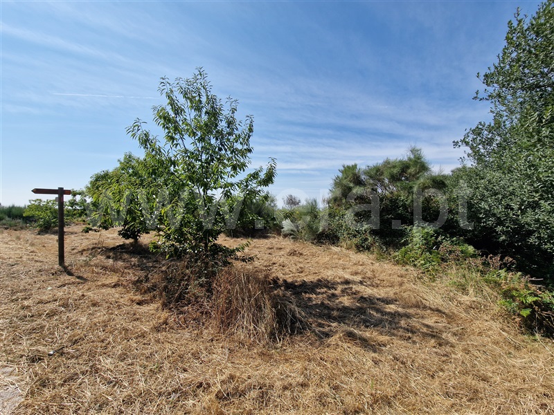 Terreno com ruina  Celorico da Beira, Cortiçô da Serra, Vide entre Vinhas e Salgueirais - 1494782 - 7