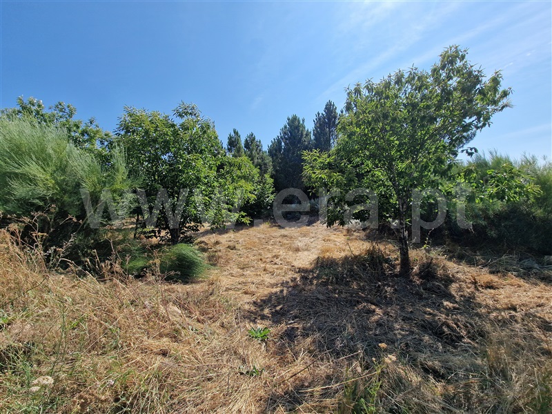 Terreno com ruina  Celorico da Beira, Cortiçô da Serra, Vide entre Vinhas e Salgueirais - 1494782 - 11