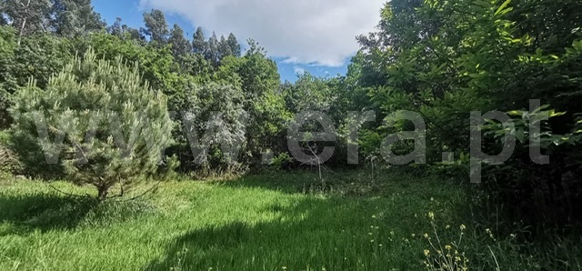 Terreno com ruina  Celorico de Basto, Basto (São Clemente) - 1252806 - 9