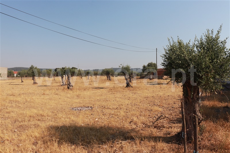 Terreno com ruina  Constância, Montalvo - 1260165 - 3
