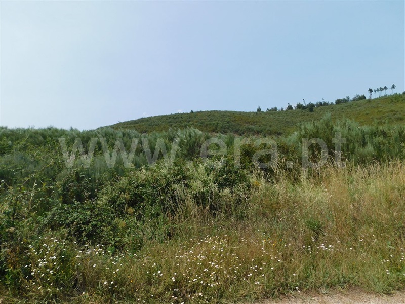Terreno com ruina / Covilhã, Barco e Coutada
