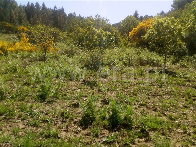 Terreno  Covilhã, Cortes do Meio - 1098589 - 3