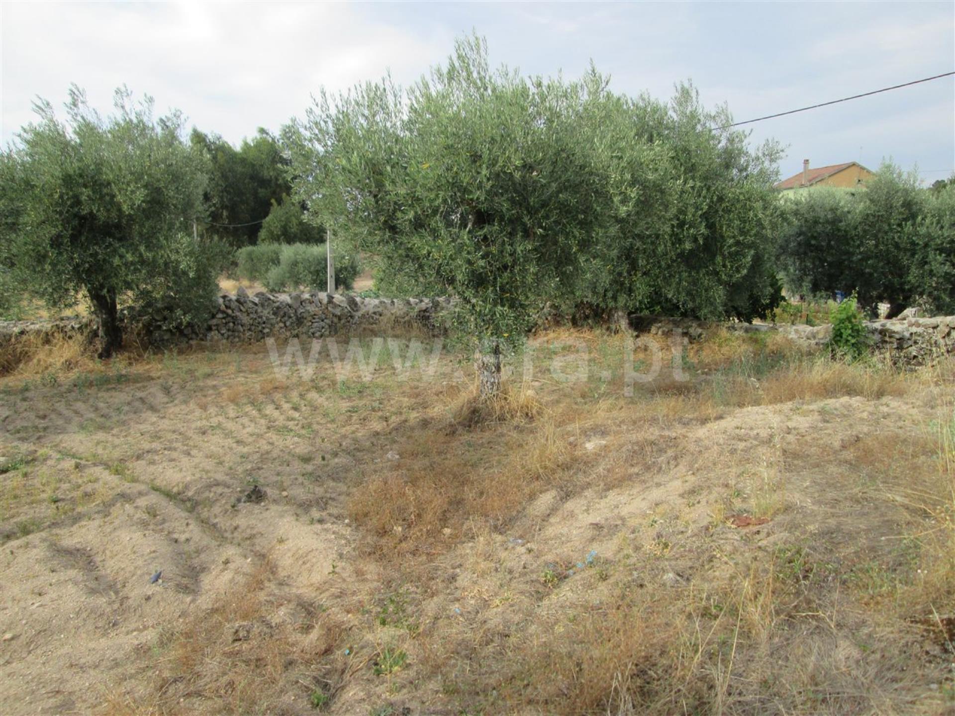Terreno